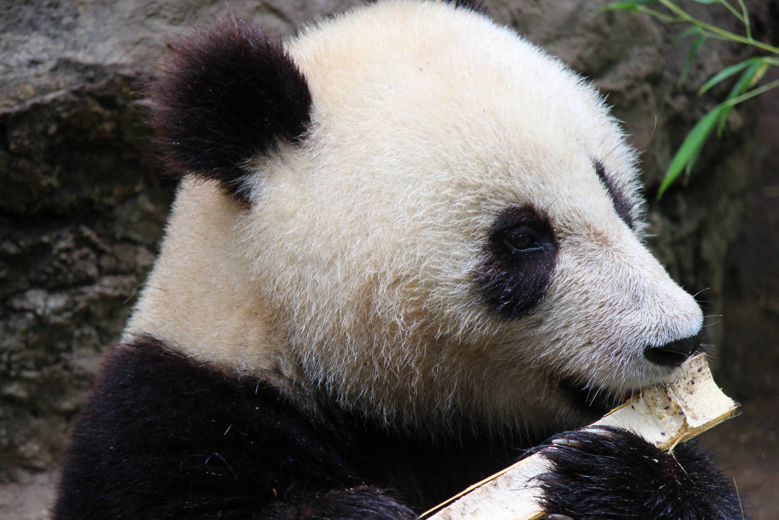 Panda Canyon - Giant Panda