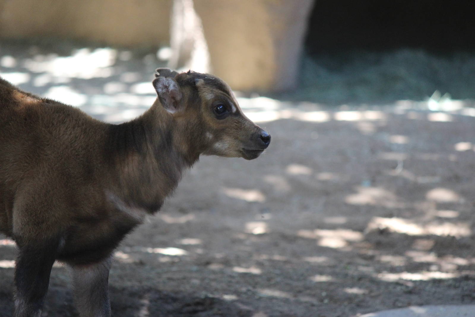 Panda Canyon - Lowland Anoa Calf