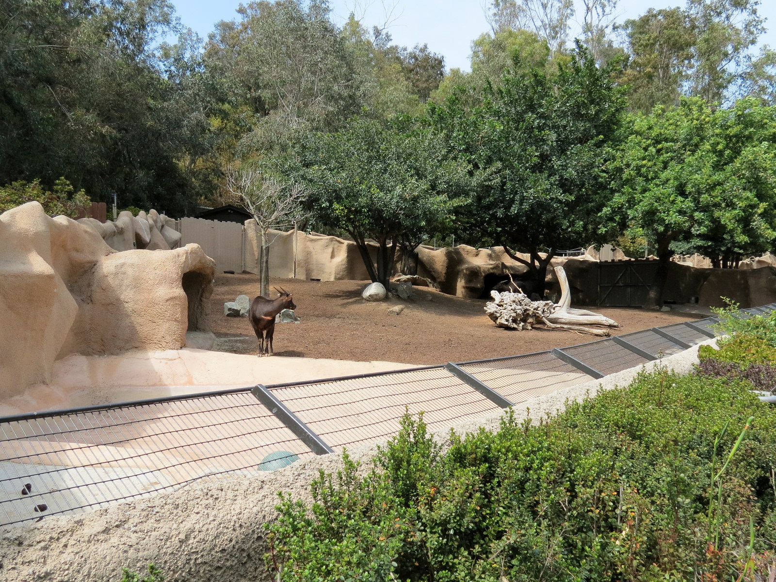 Panda Canyon - Lowland Anoa Exhibit