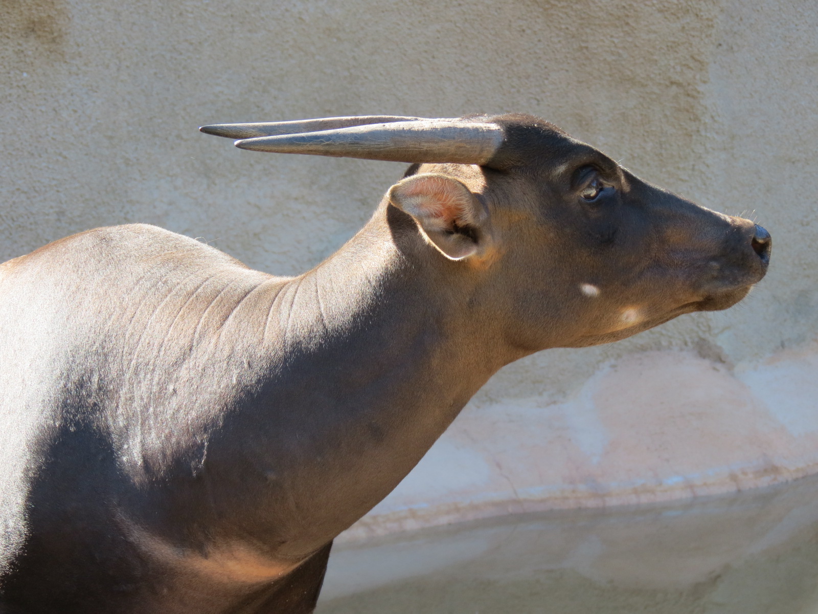 Panda Canyon - Lowland Anoa Exhibit