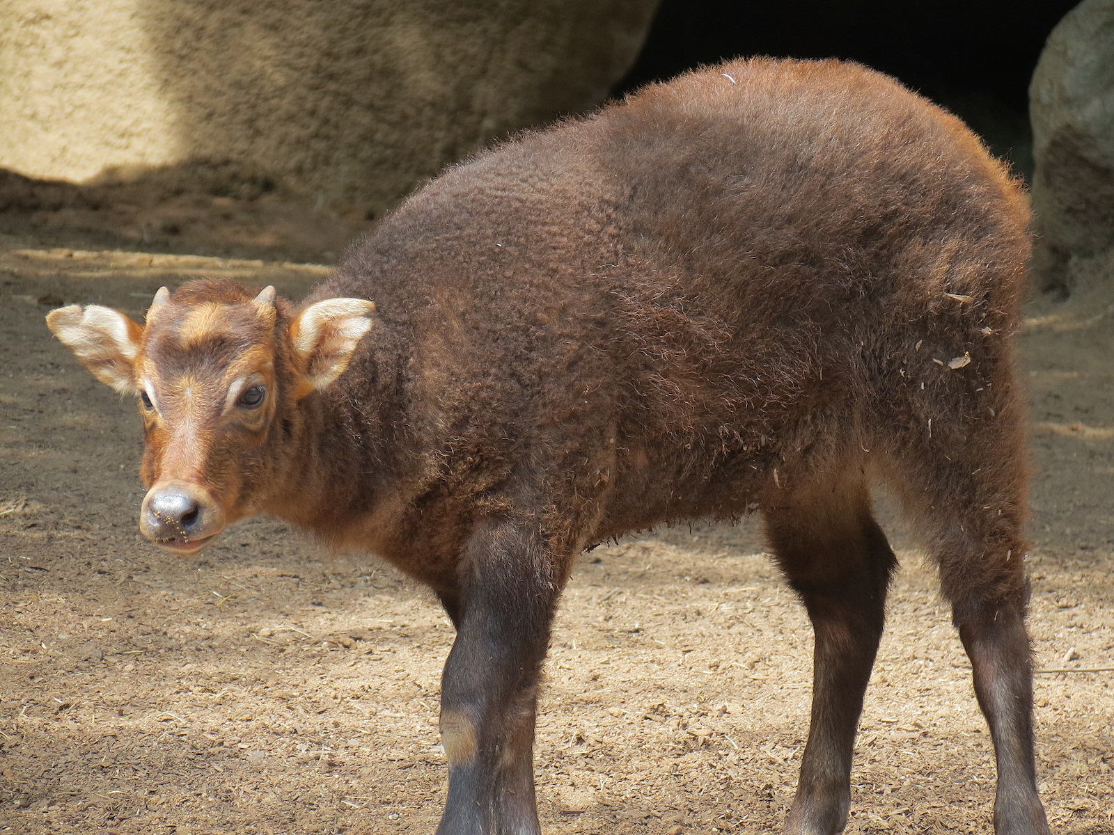 Panda Canyon - Lowland Anoa Exhibit