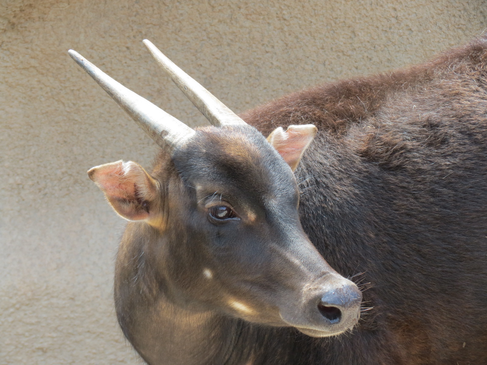 Panda Canyon - Lowland Anoa Exhibit