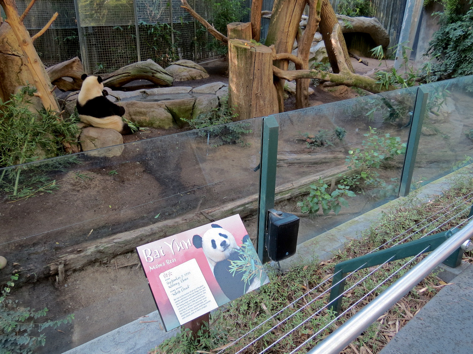 Panda Canyon - Panda Trek - Giant Panda Exhibit 1