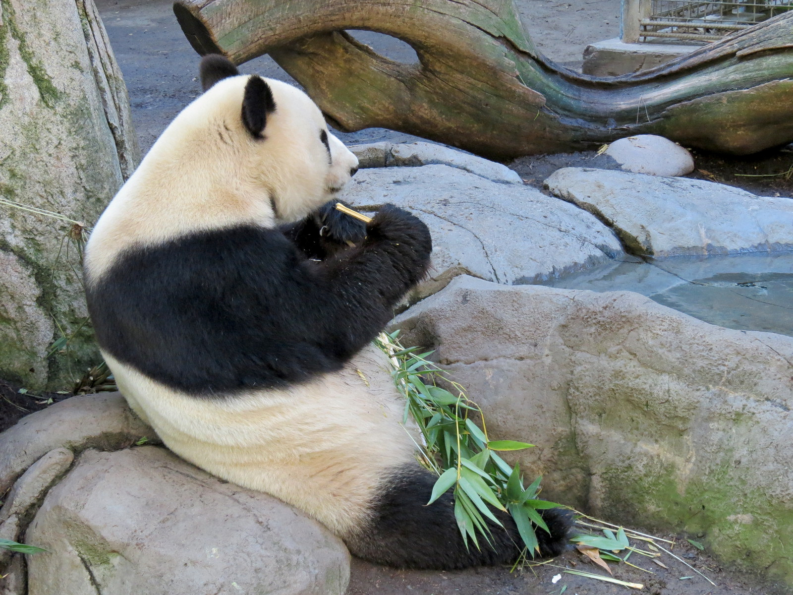 Panda Canyon - Panda Trek - Giant Panda Exhibit 1