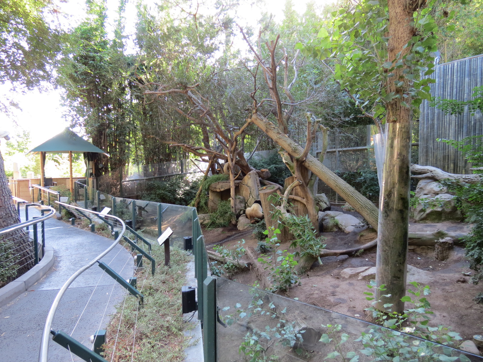 Panda Canyon - Panda Trek - Giant Panda Exhibit 1