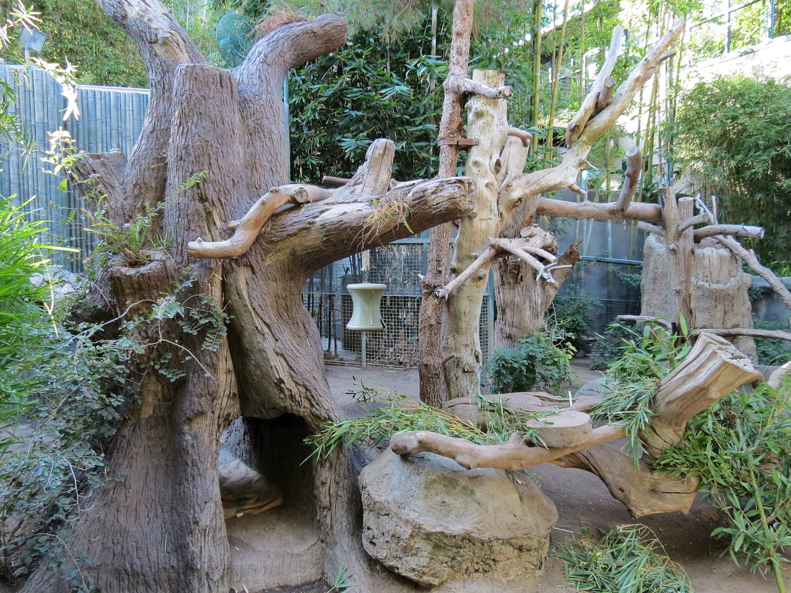 Panda Canyon - Panda Trek - Giant Panda Exhibit 2