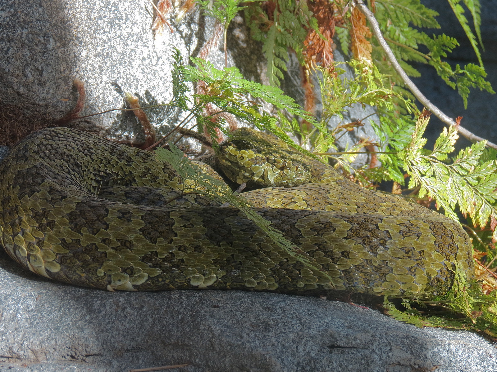Panda Canyon - Panda Trek - Mang Mountain Viper Exhibit