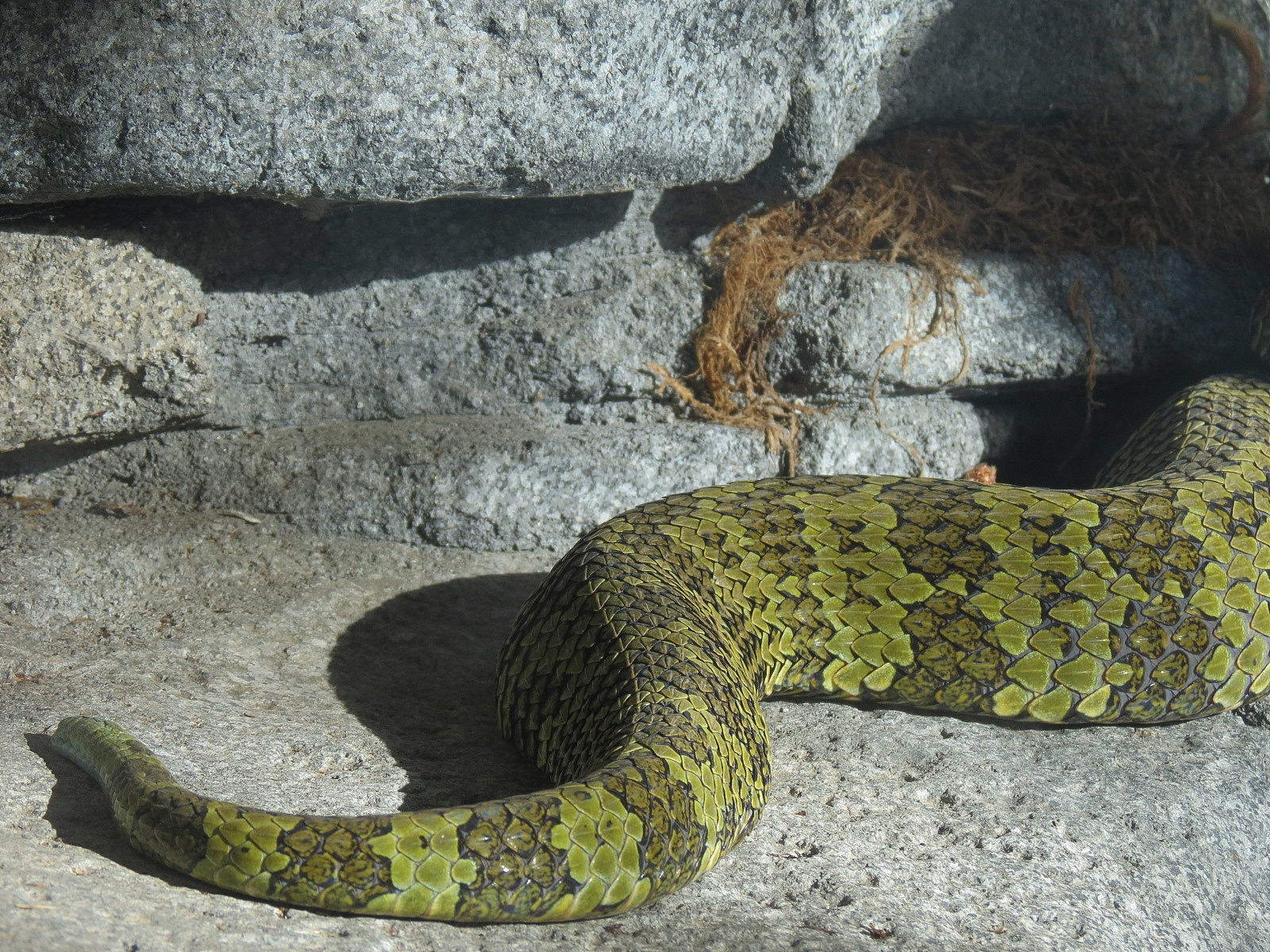 Panda Canyon - Panda Trek - Mang Mountain Viper Exhibit