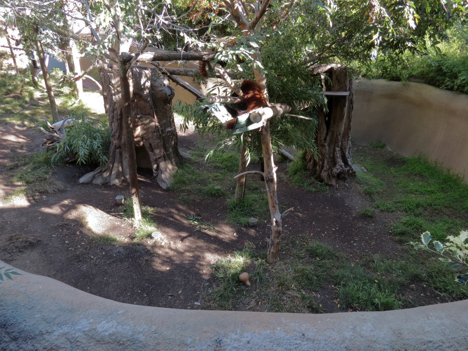 Panda Canyon - Panda Trek - Red Panda Exhibit