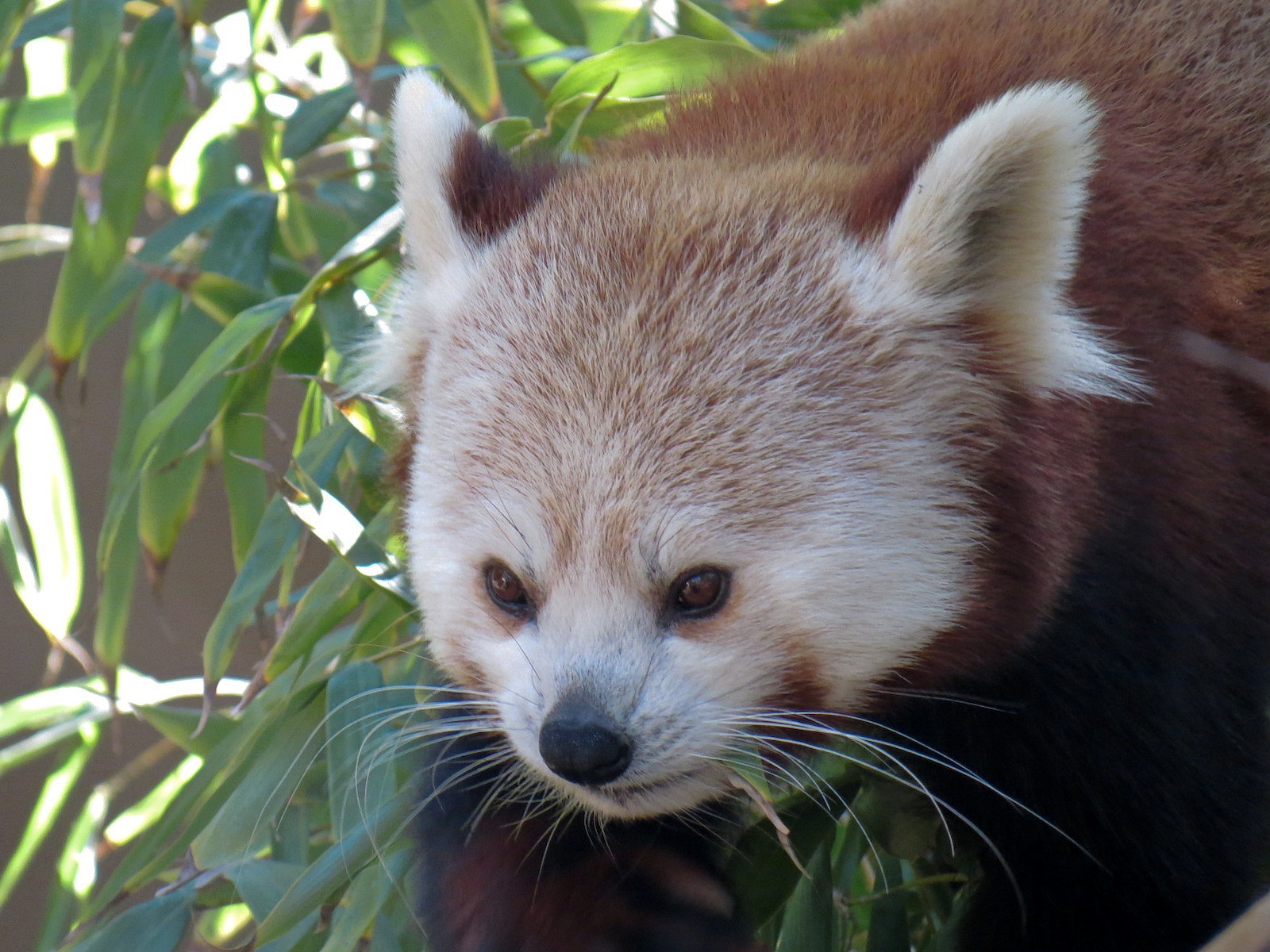 Panda Canyon - Panda Trek - Red Panda Exhibit