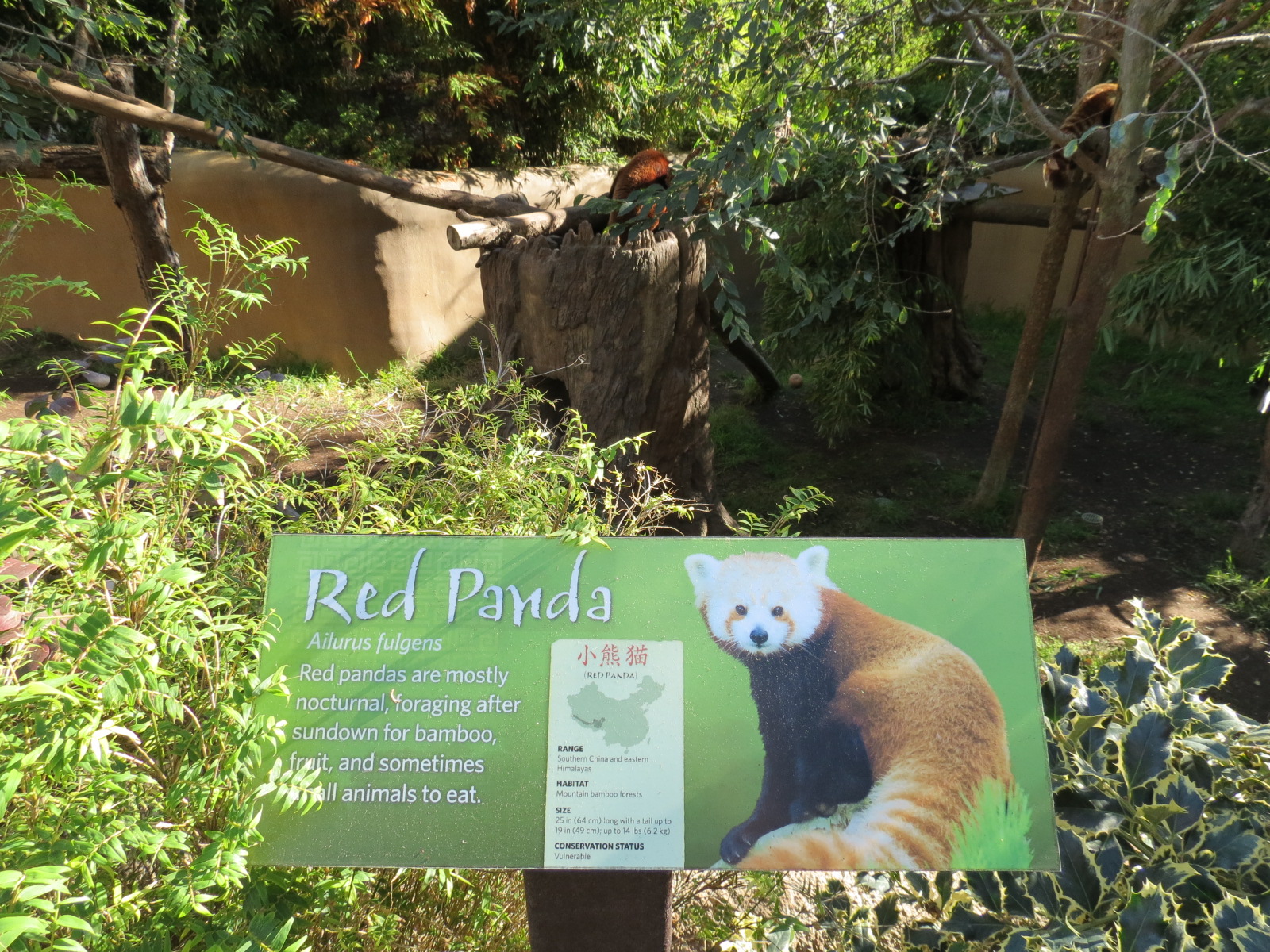 Panda Canyon - Panda Trek - Red Panda Exhibit