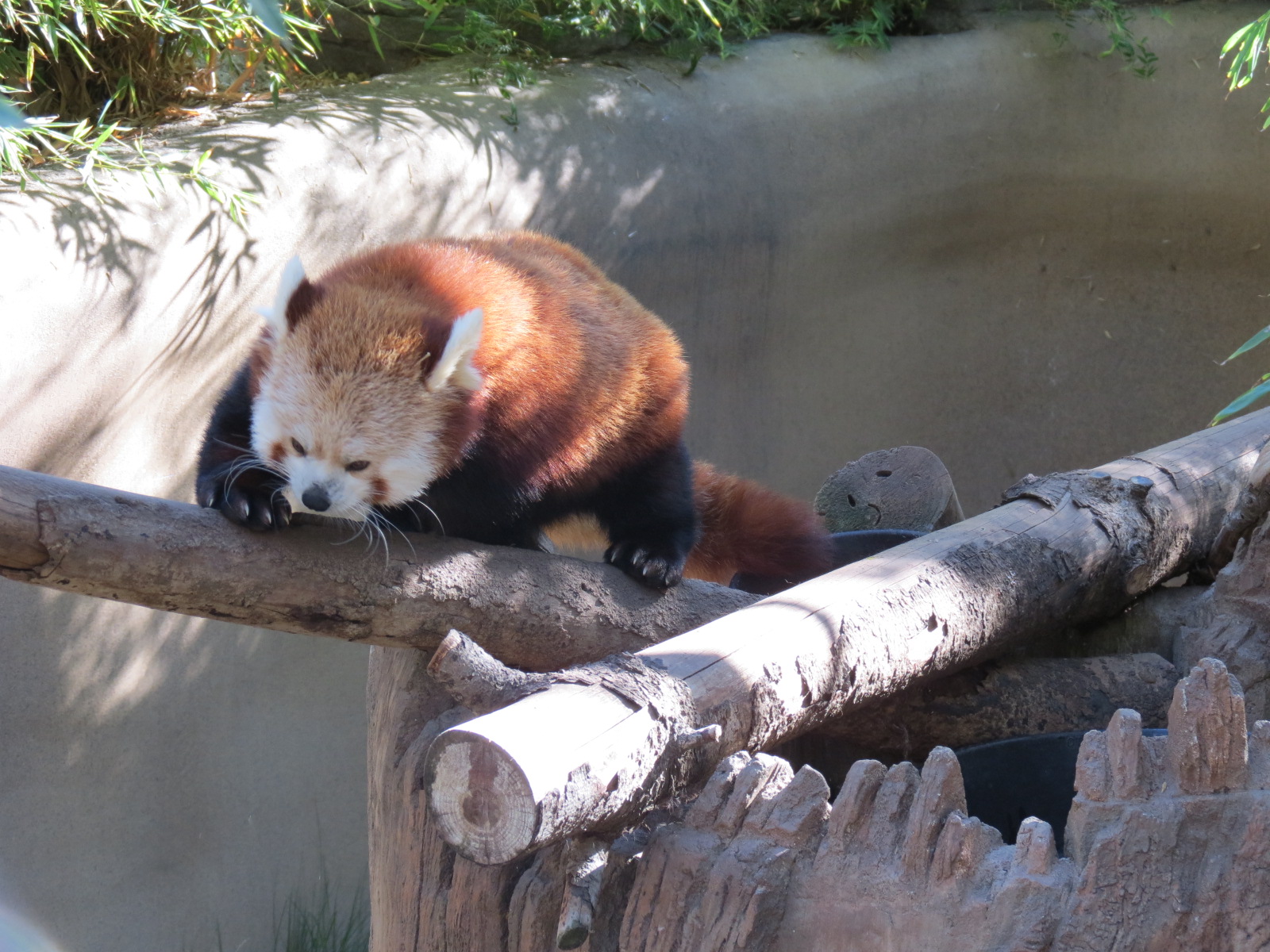 Panda Canyon - Panda Trek - Red Panda Exhibit