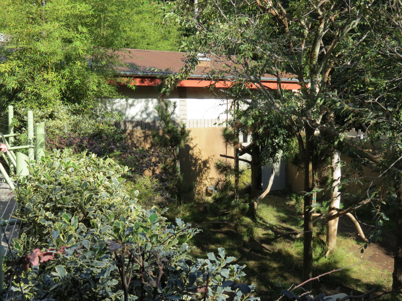 Panda Canyon - Panda Trek - Red Panda Exhibit