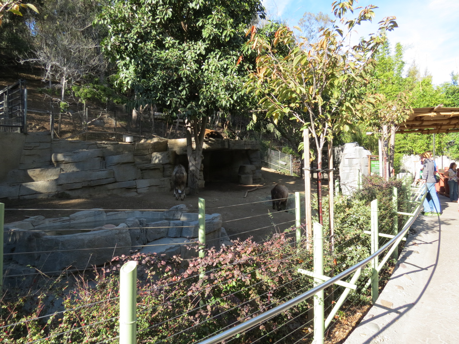 Panda Canyon - Panda Trek - Sichuan Takin Exhibit
