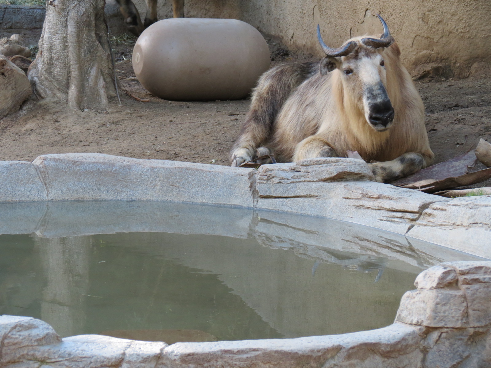 Panda Canyon - Panda Trek - Sichuan Takin Exhibit