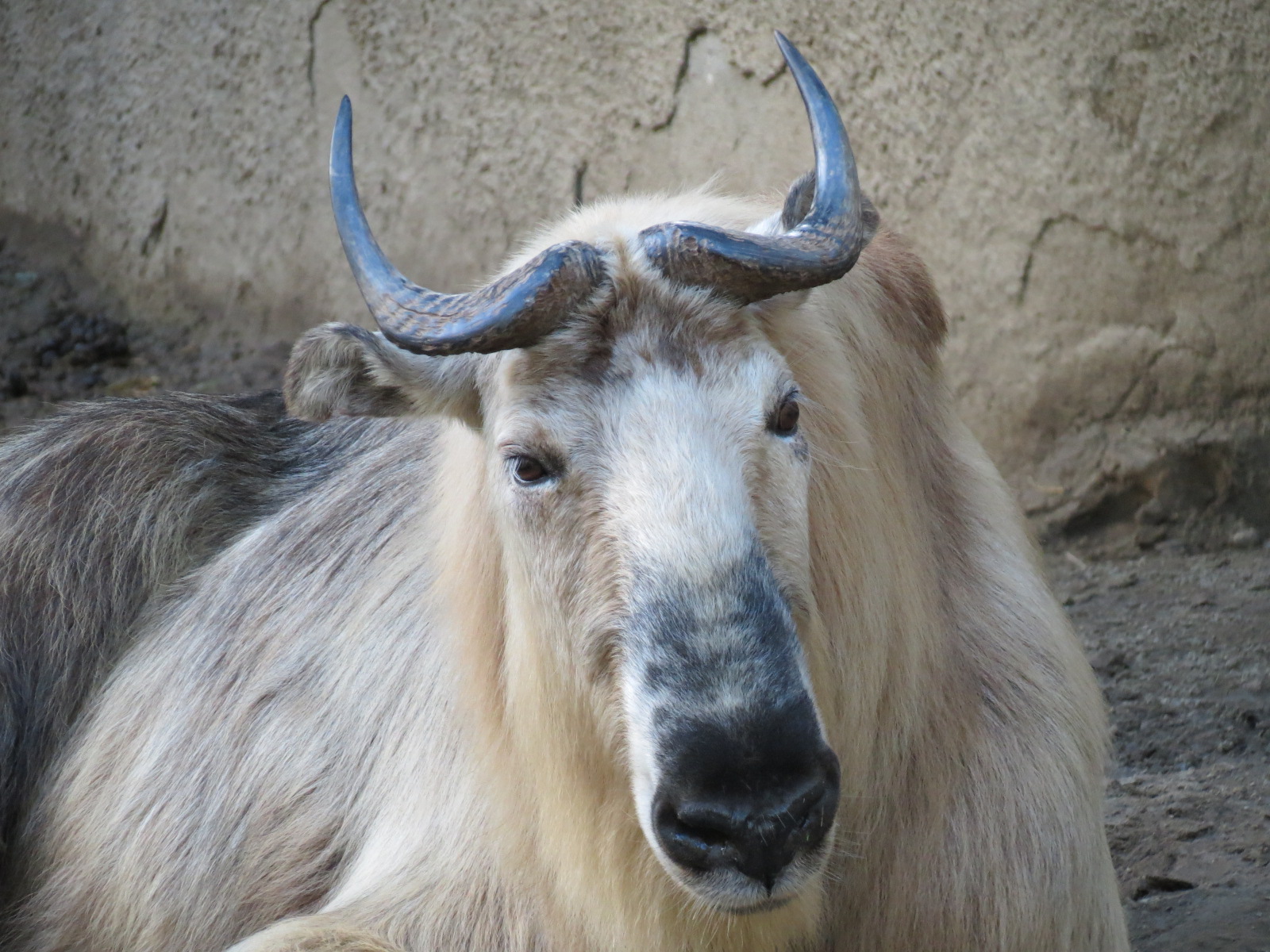 Panda Canyon - Panda Trek - Sichuan Takin Exhibit