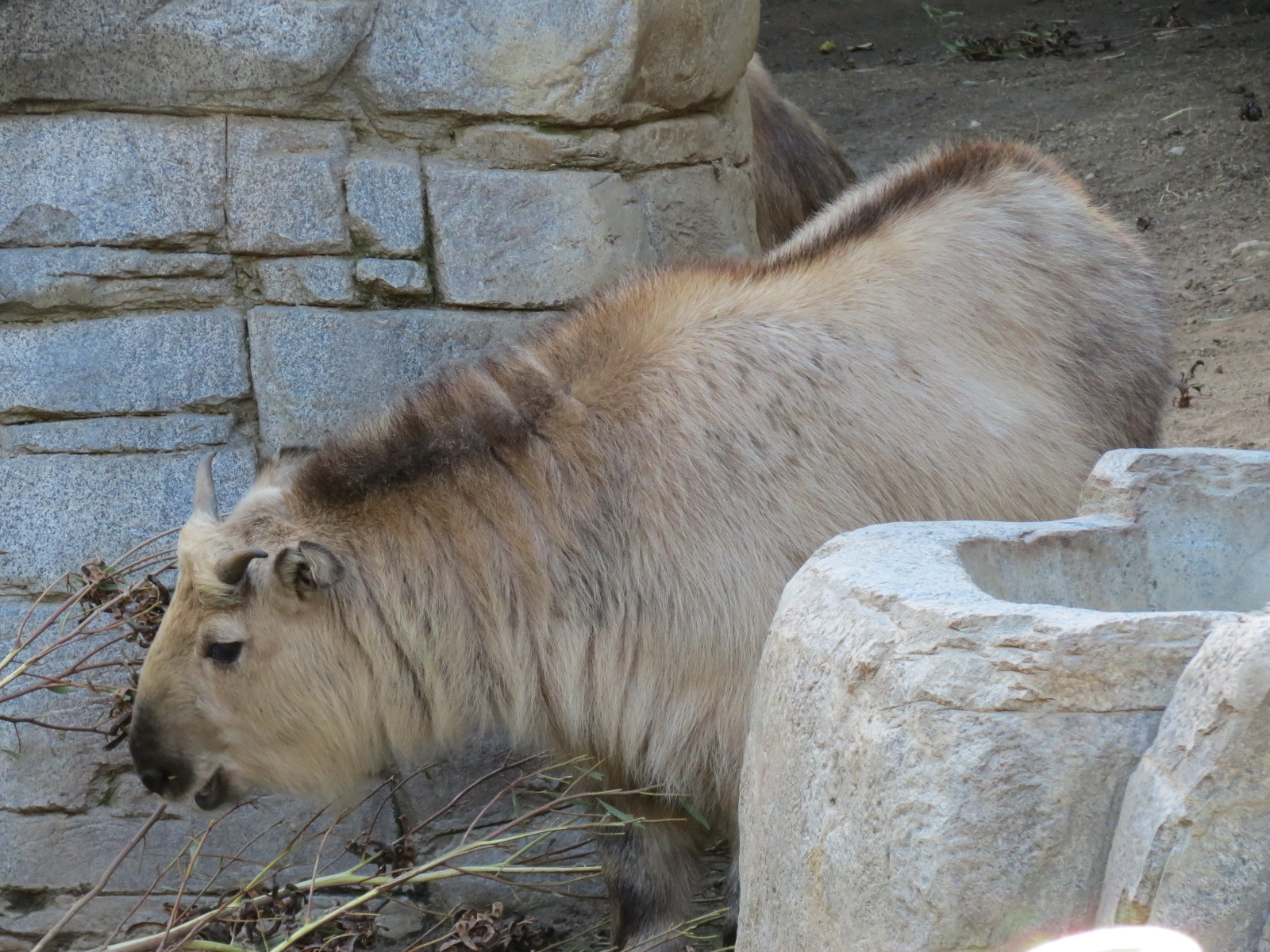 Panda Canyon - Panda Trek - Sichuan Takin Exhibit