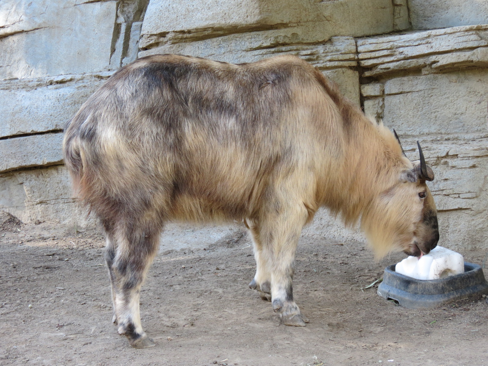 Panda Canyon - Panda Trek - Sichuan Takin Exhibit