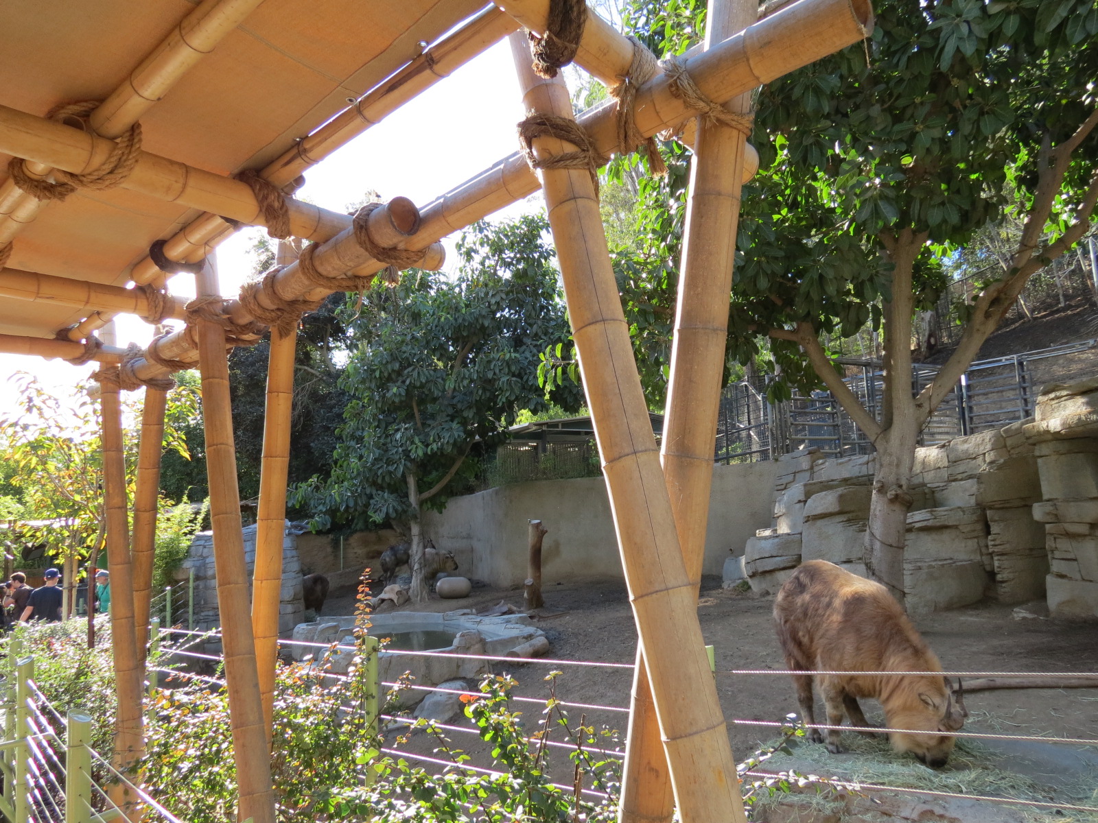 Panda Canyon - Panda Trek - Sichuan Takin Exhibit