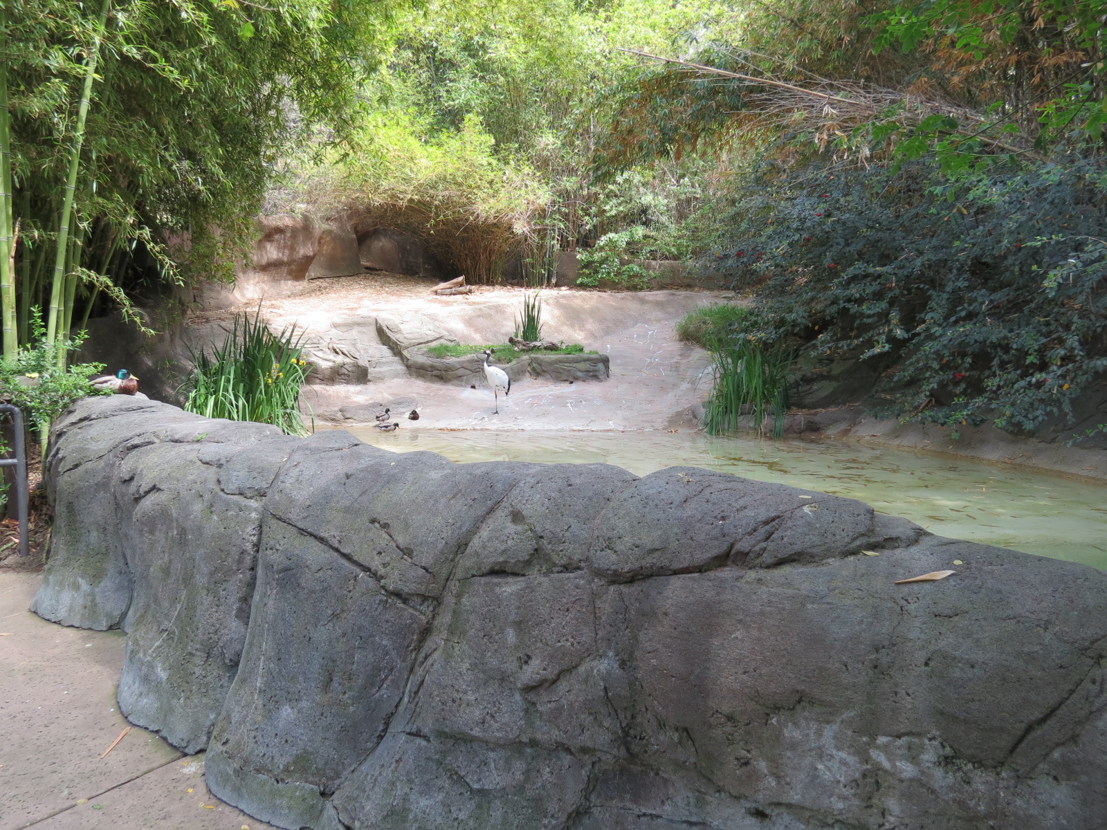 Panda Canyon - Red-crowned Crane and Mandarin Duck Exhibit