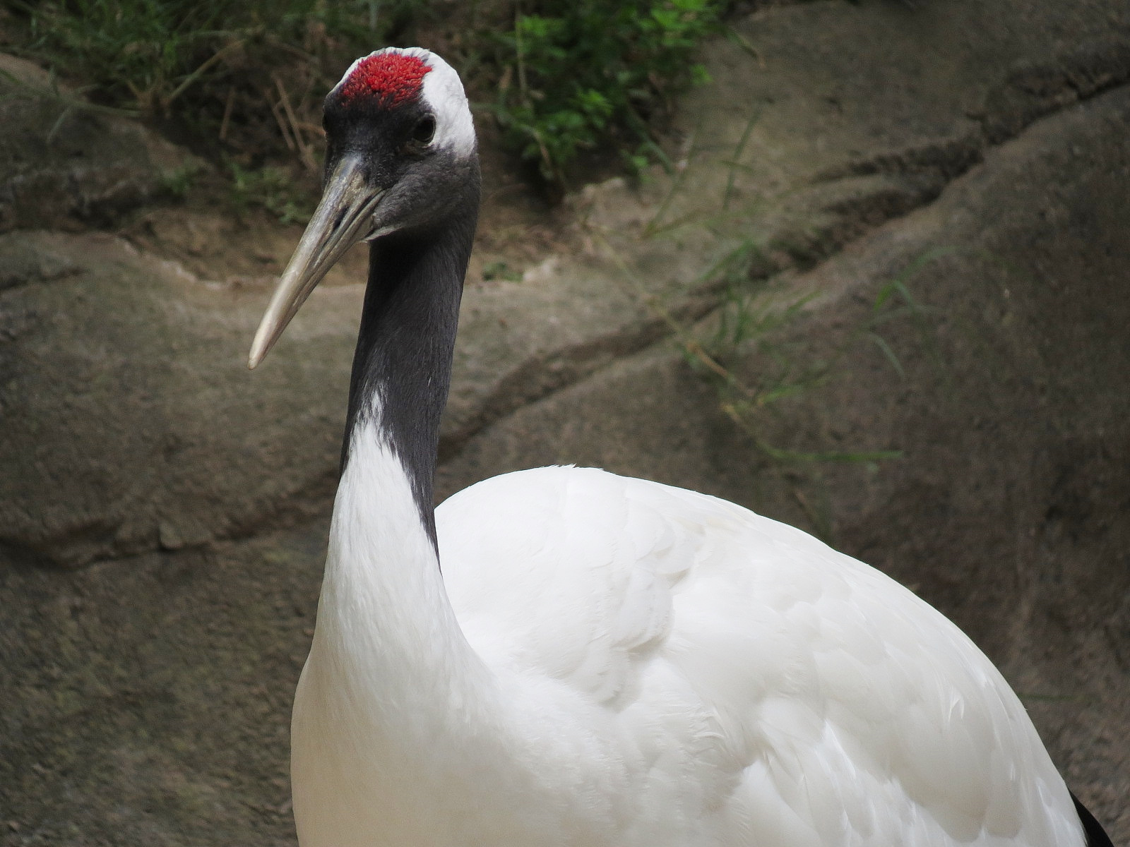 Panda Canyon - Red-crowned Crane and Mandarin Duck Exhibit