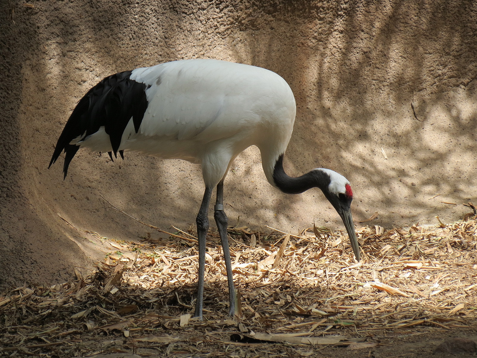 Panda Canyon - Red-crowned Crane and Mandarin Duck Exhibit