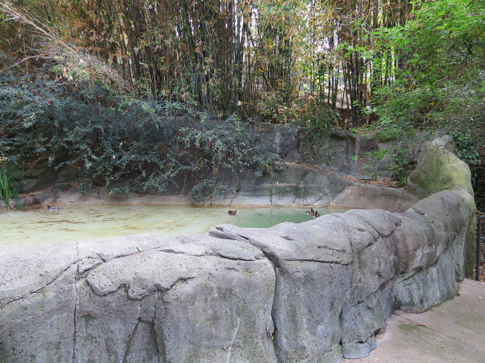 Panda Canyon - Red-crowned Crane and Mandarin Duck Exhibit