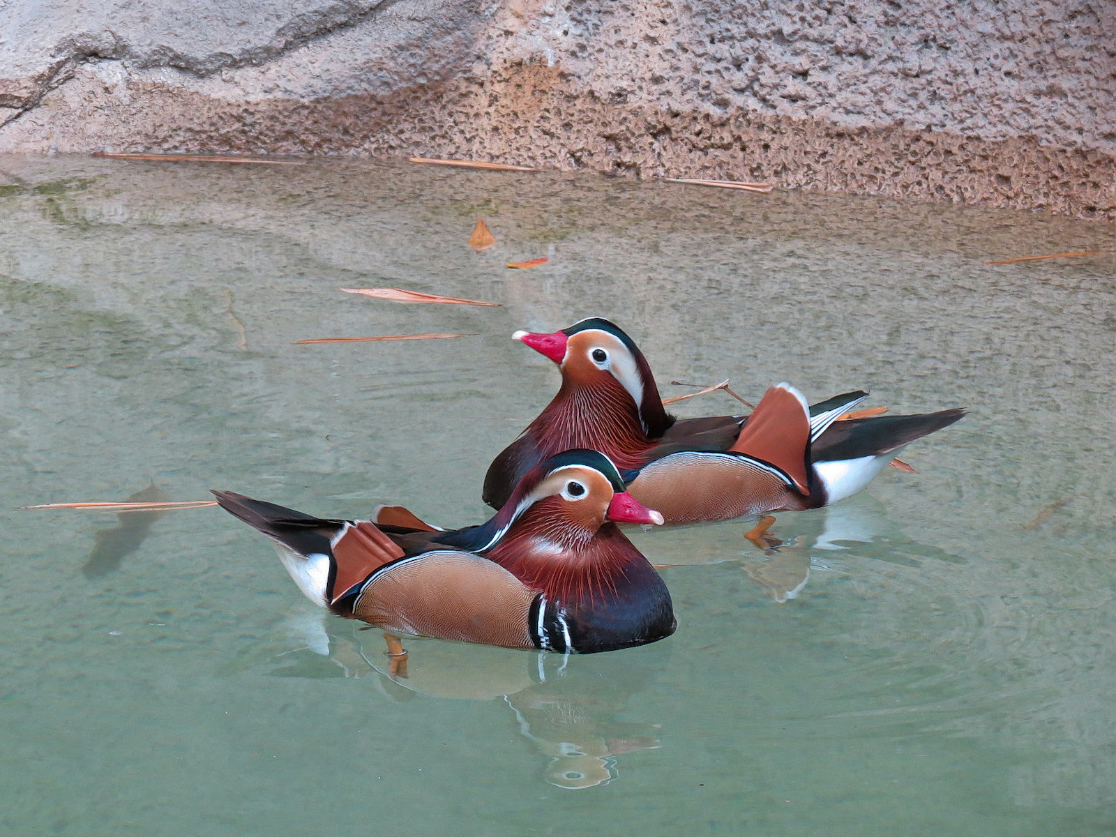 Panda Canyon - Red-crowned Crane and Mandarin Duck Exhibit