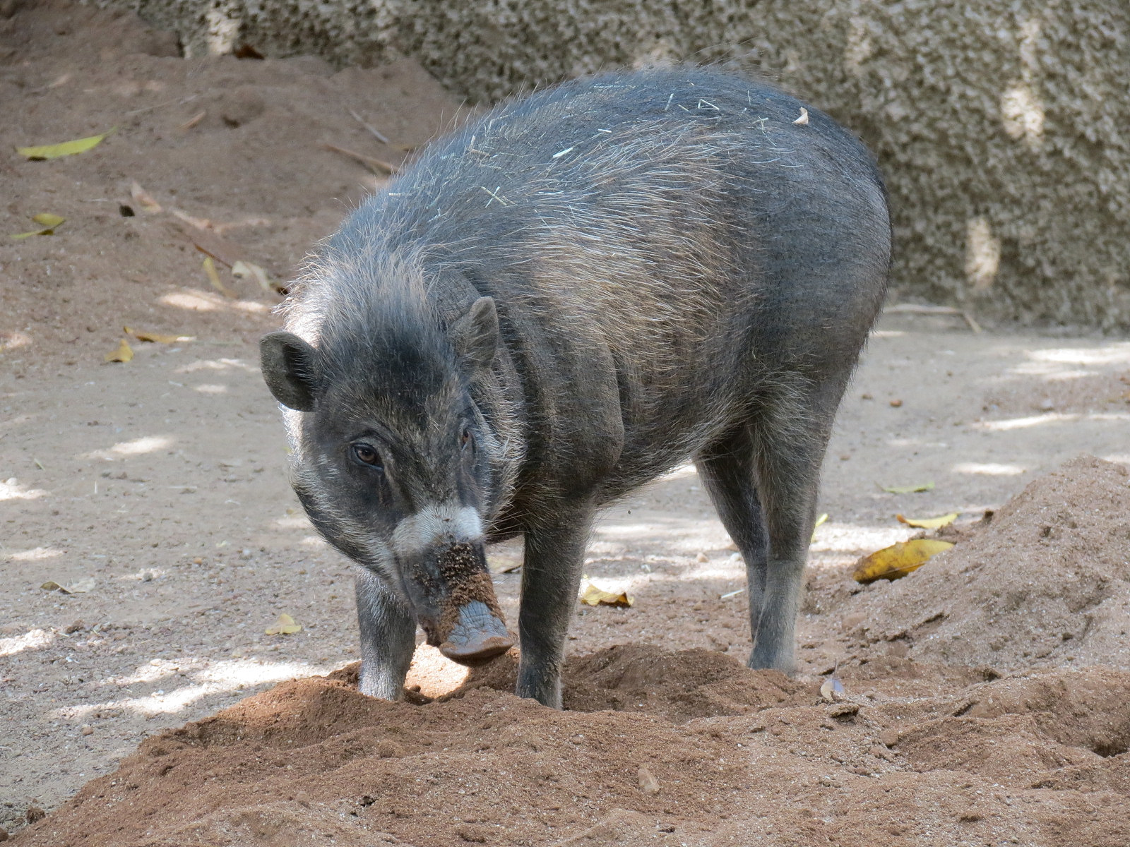 Panda Canyon - Visayan Warty Pig Exhibit