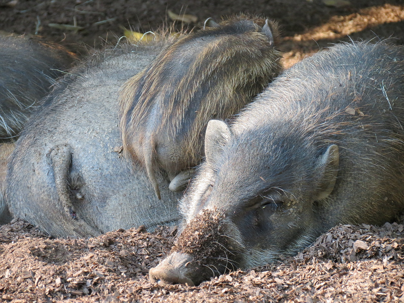Panda Canyon - Visayan Warty Pig Exhibit