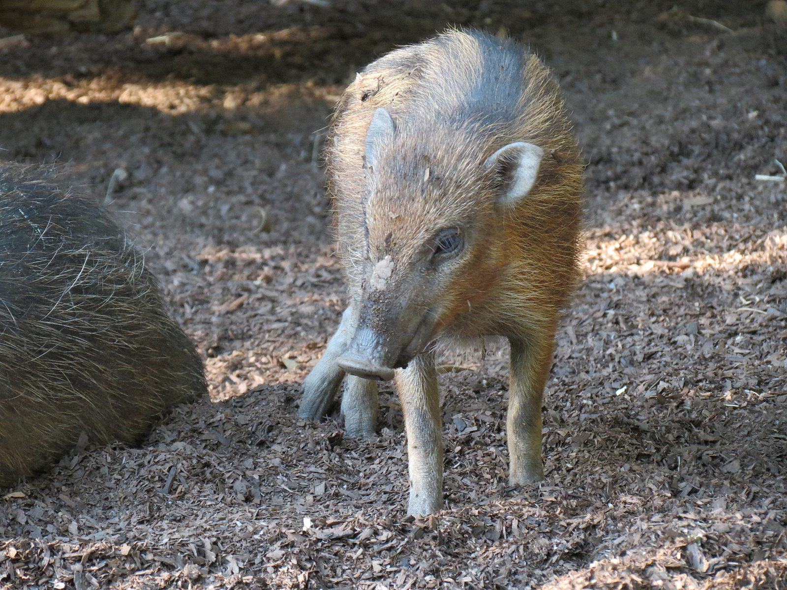 Panda Canyon - Visayan Warty Pig Exhibit