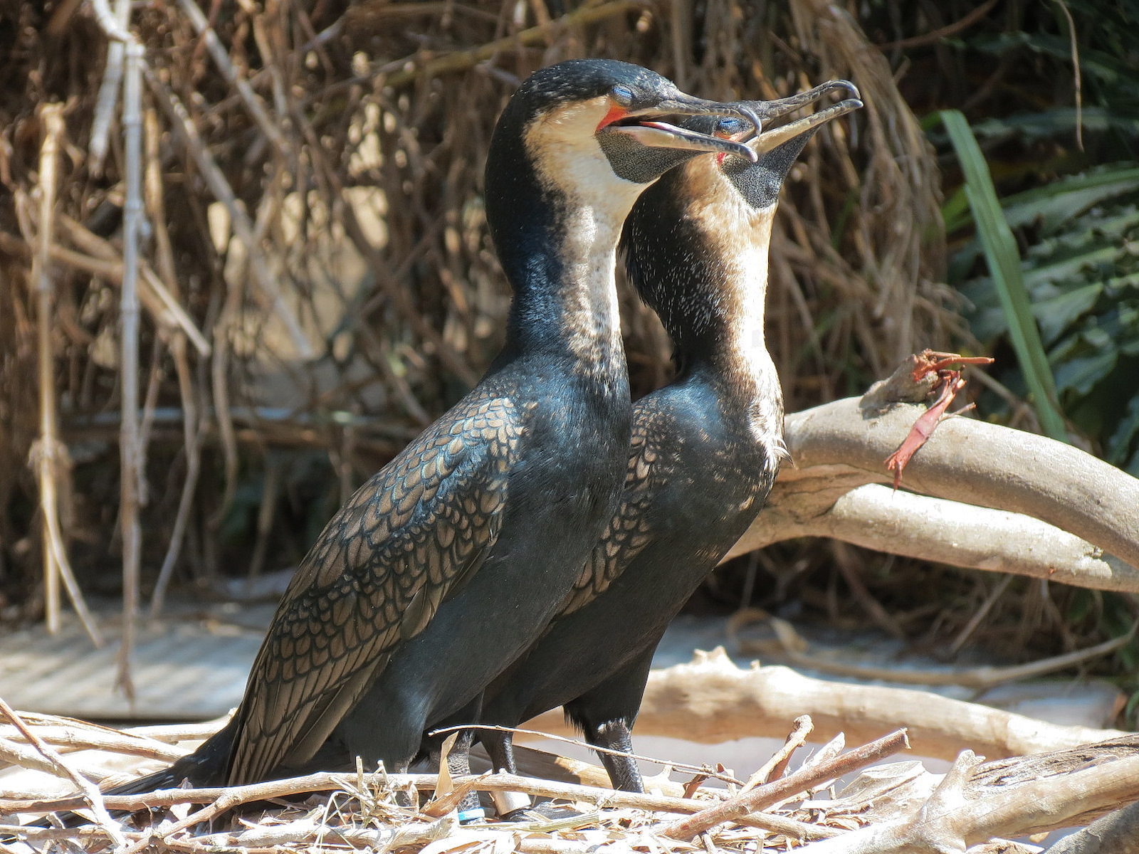 Panda Canyon - Waterfowl Lagoon 1 - White-breasted Cormorant