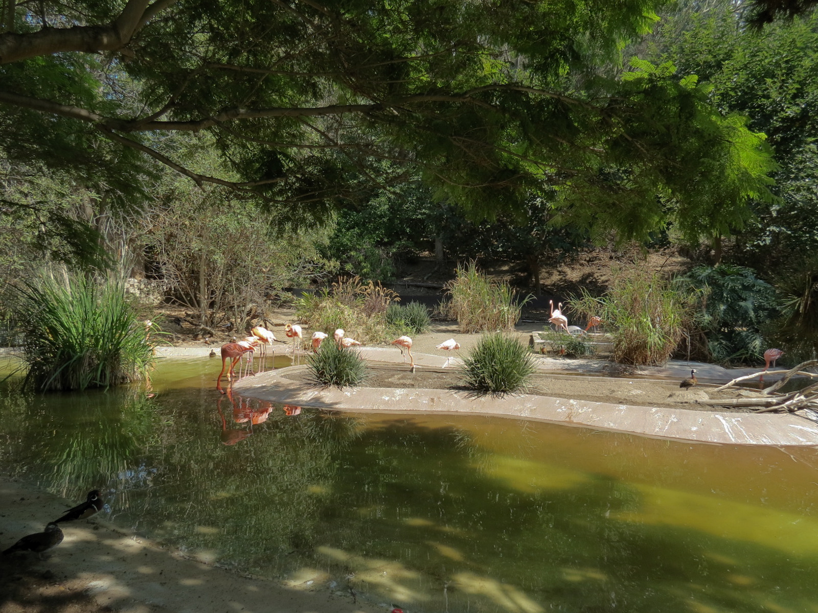 Panda Canyon - Waterfowl Lagoon 1