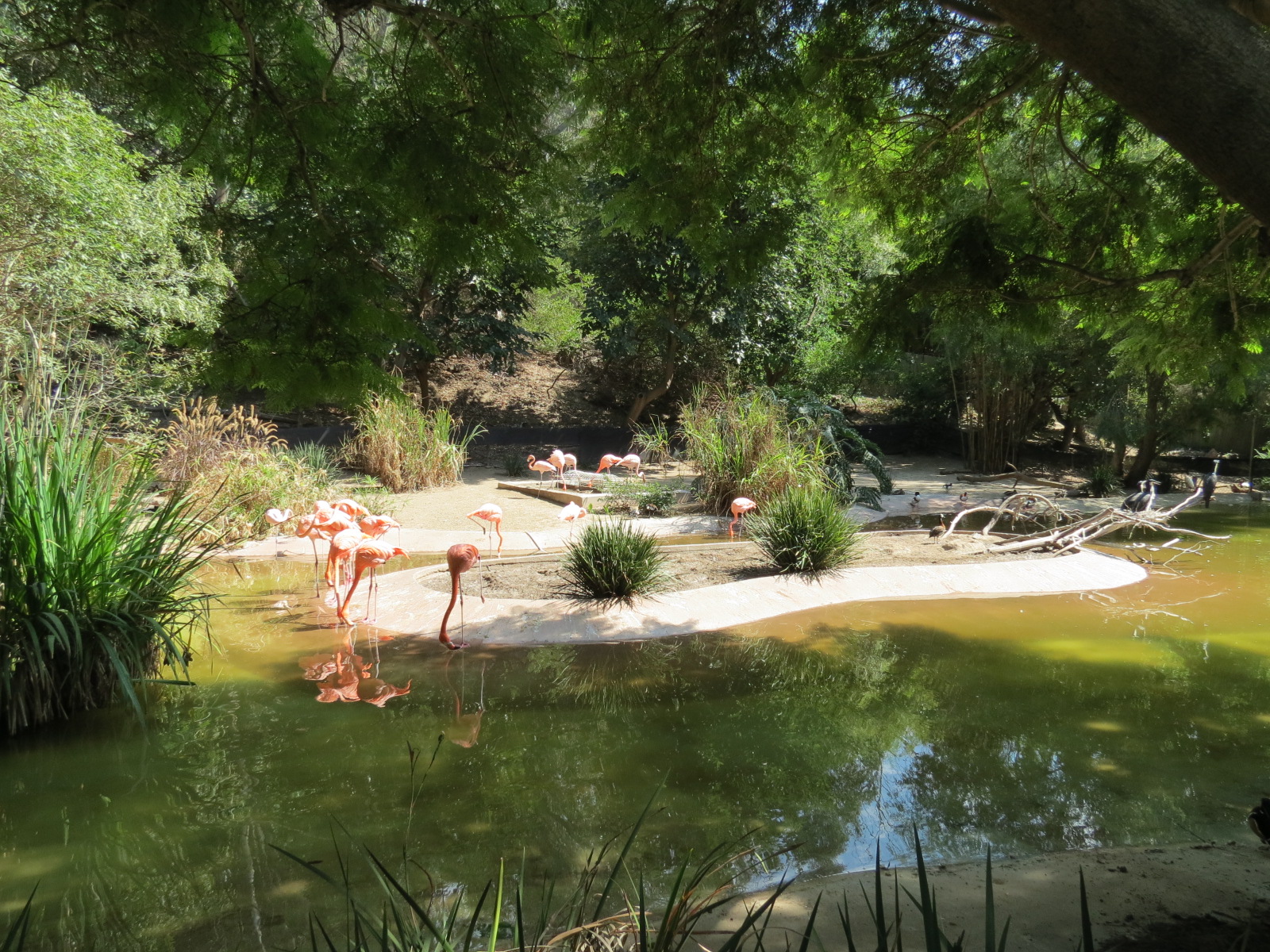 Panda Canyon - Waterfowl Lagoon 1