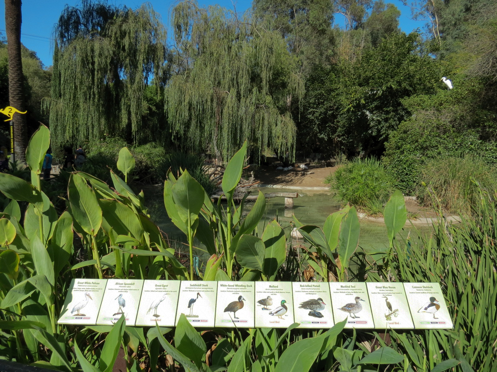 Panda Canyon - Waterfowl Lagoon 2