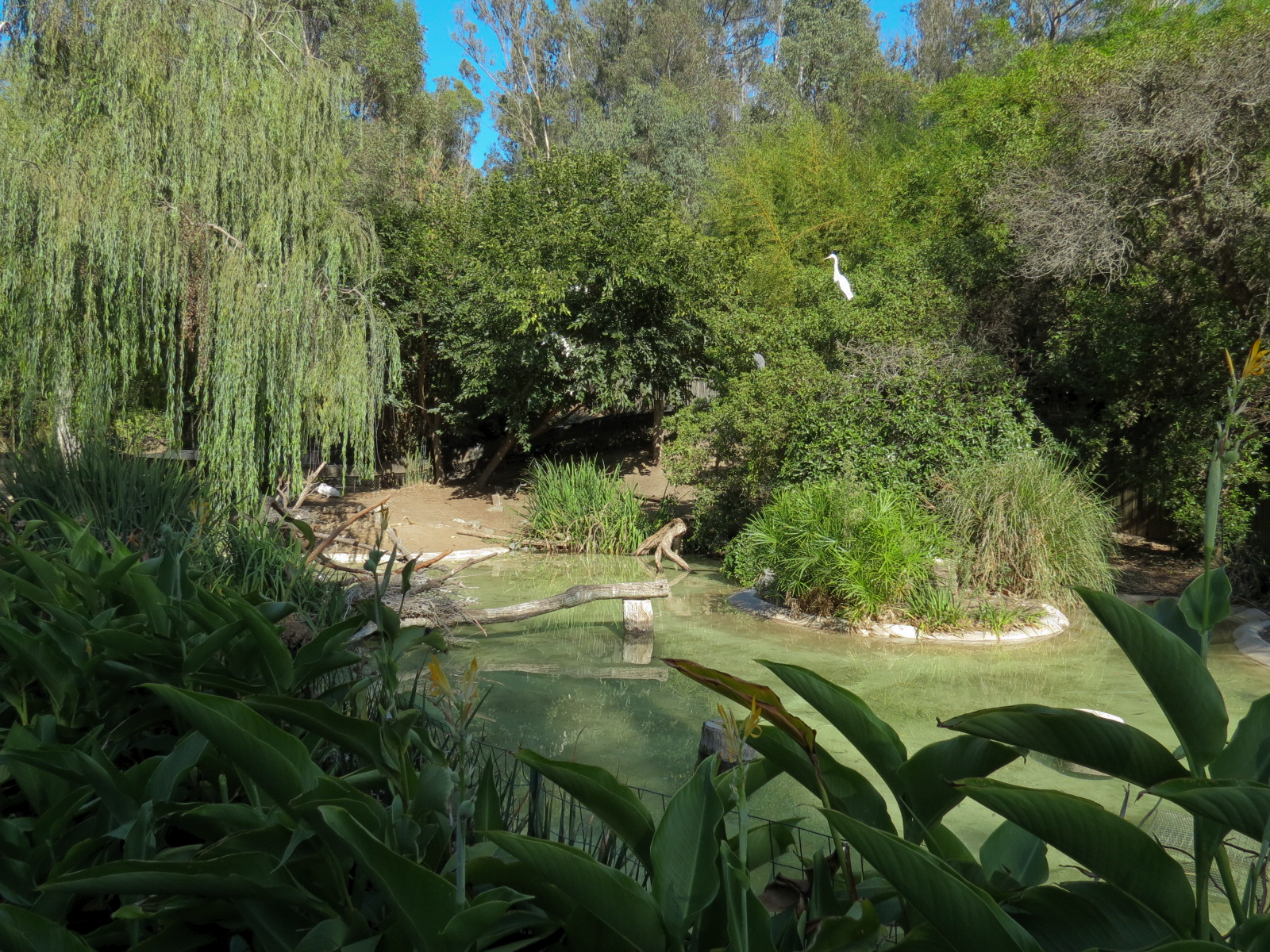 Panda Canyon - Waterfowl Lagoon 2