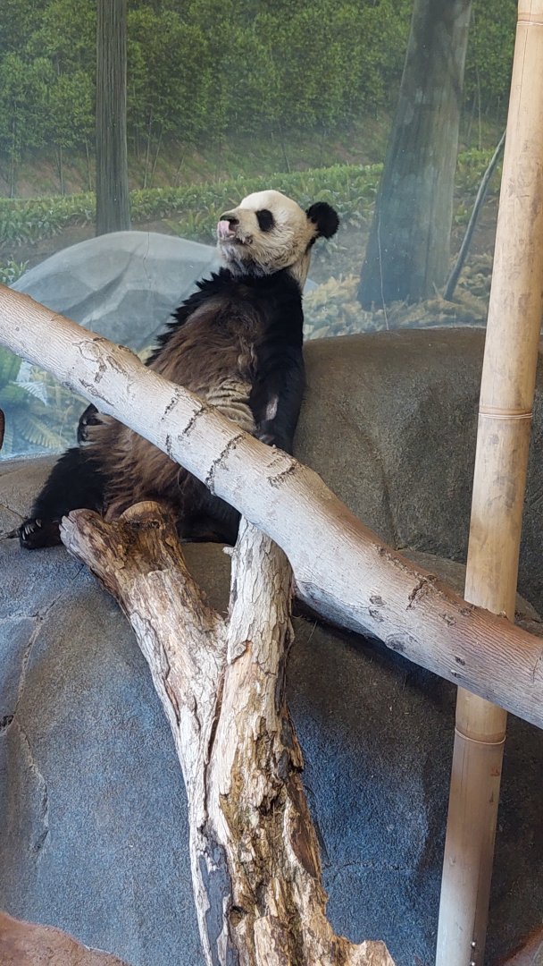 Panda chilling