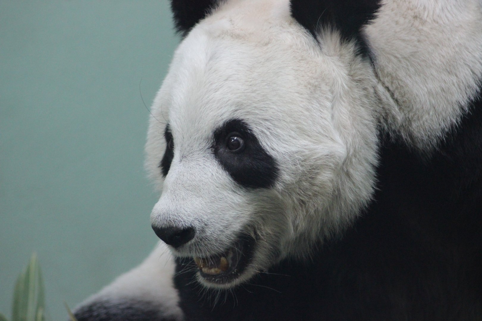 Panda Close Up