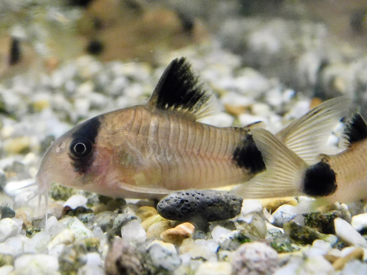 Panda Corydoras (Corydoras panda) - Kawasui Kawasaki Aquarium October 21, 2025