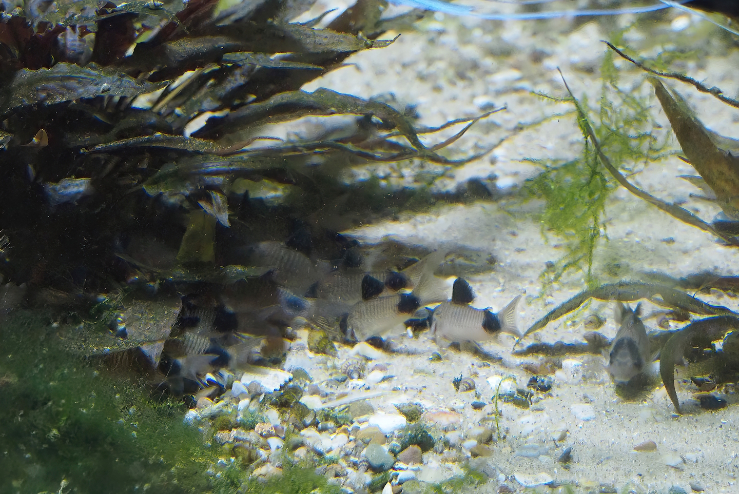 Panda Corydoras (Hoplisoma panda), 2024-03-09