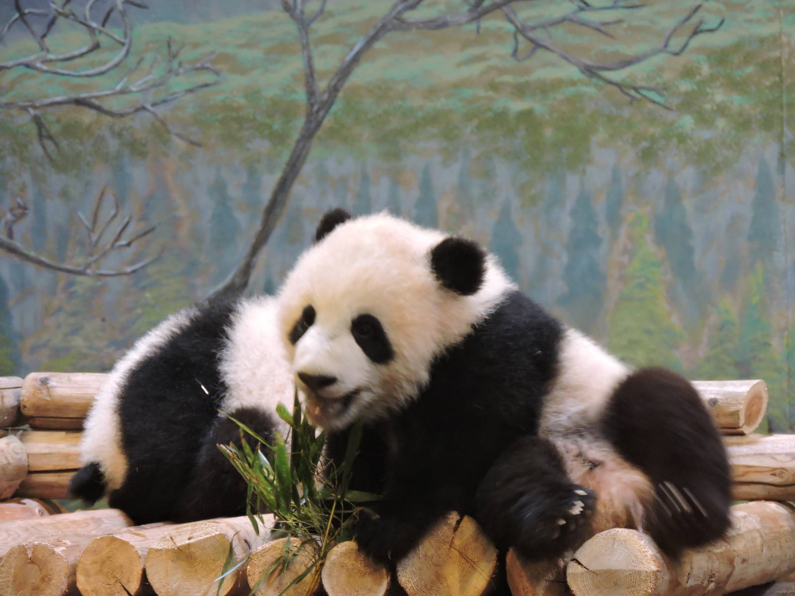 Panda Cub - Jia Panpan