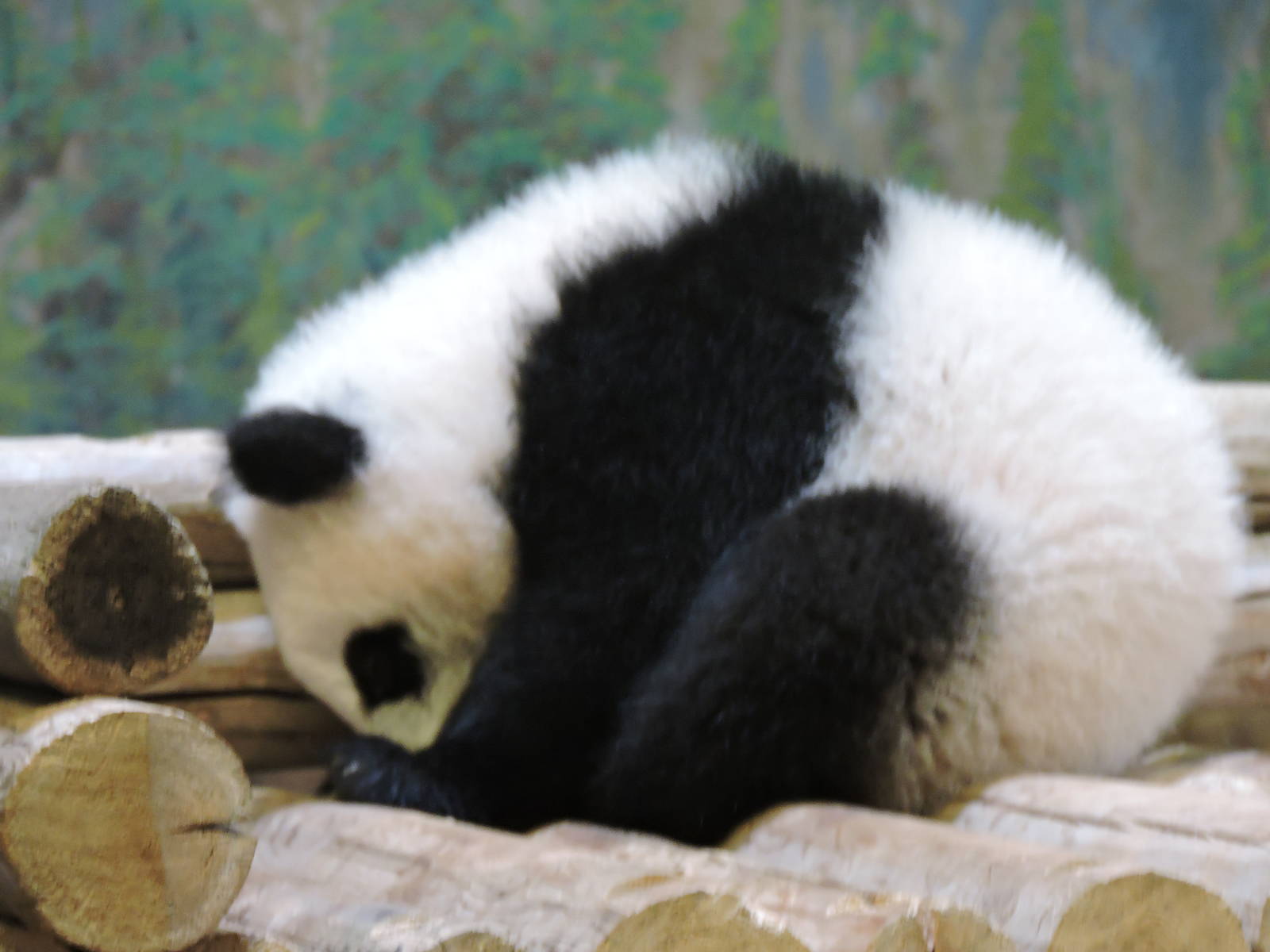 Panda Cub - Jia Yueyue