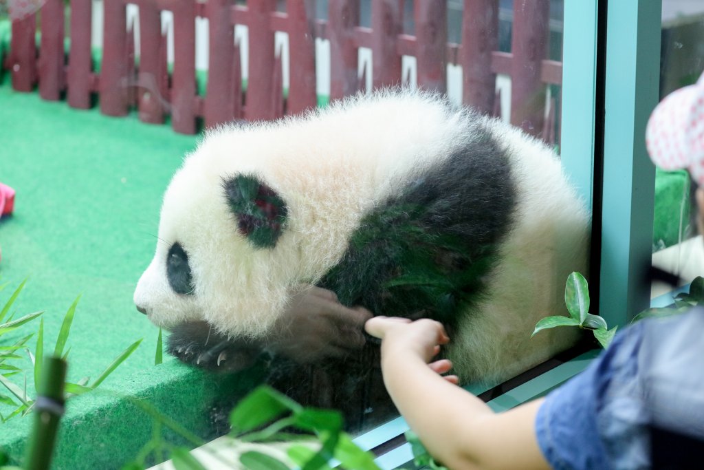 Panda Cub