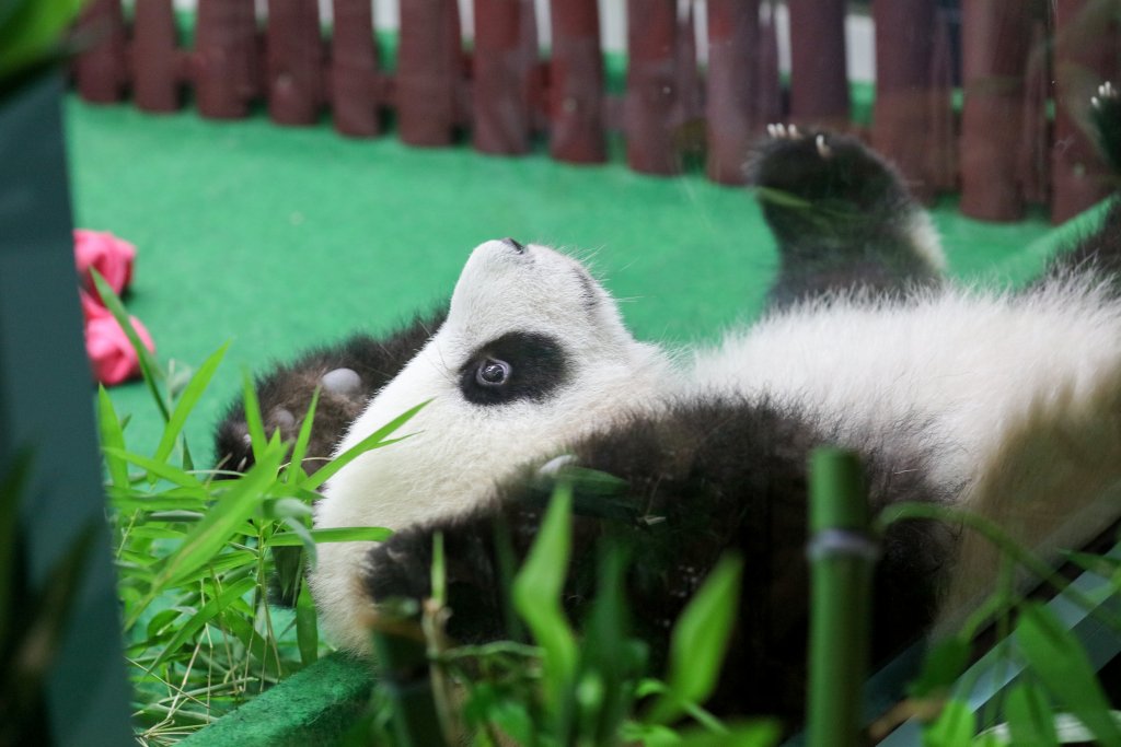 Panda Cub
