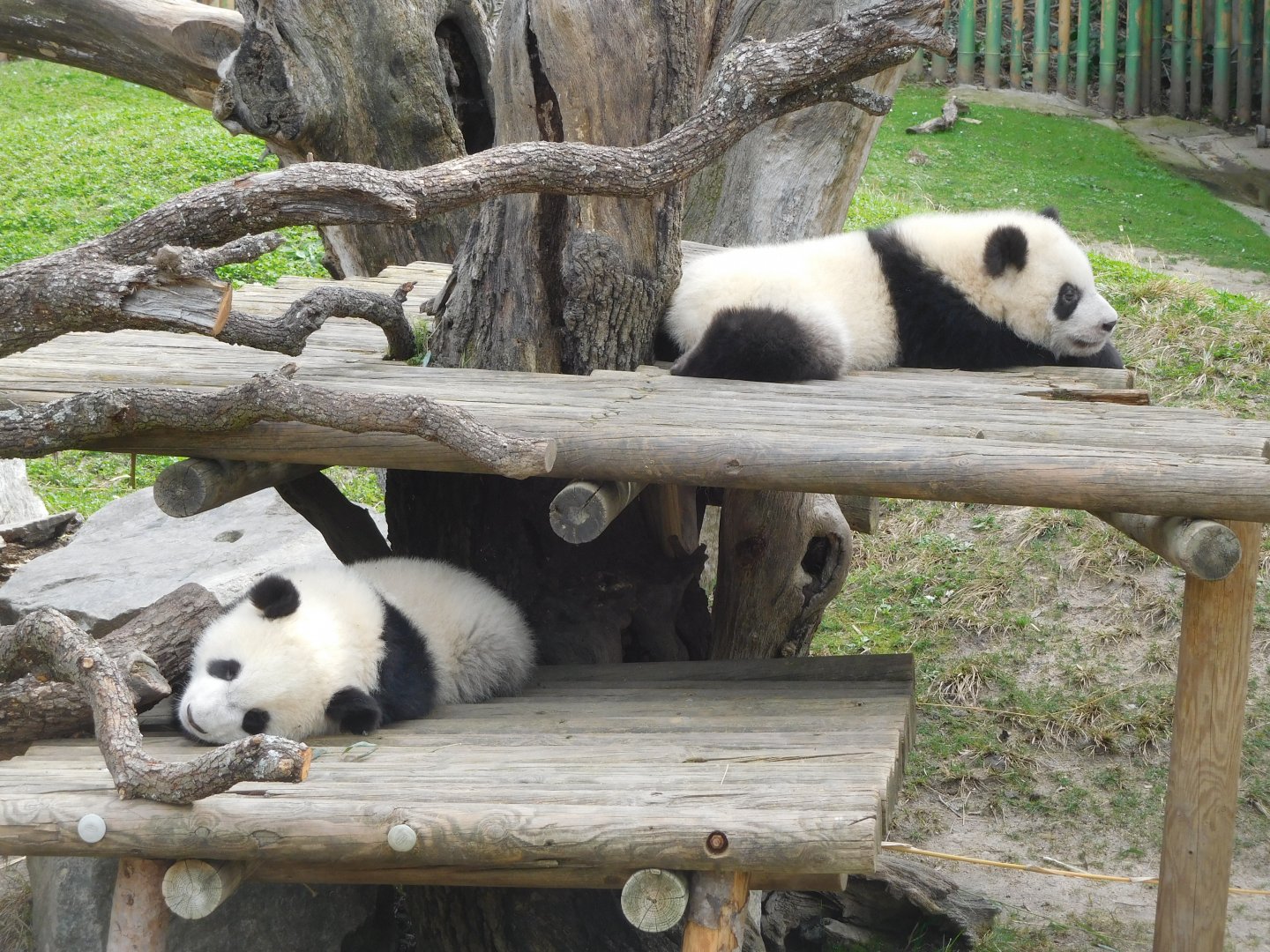 Panda cubs