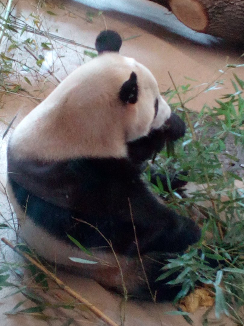 panda eating bamboo
