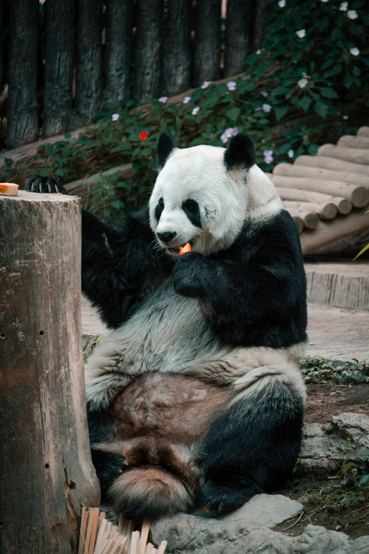 Panda eating