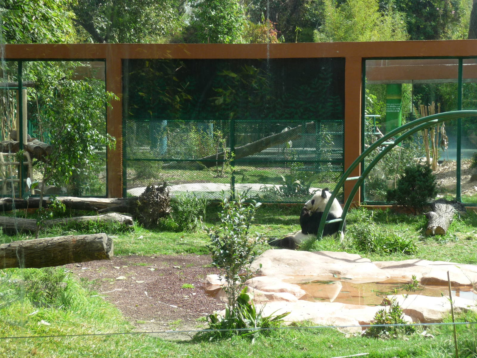 panda exhibit chapultepec zoo