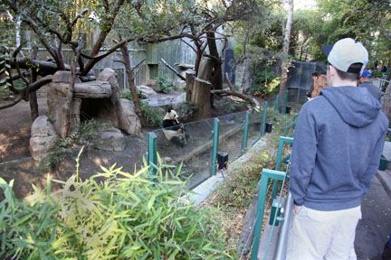 panda exhibit