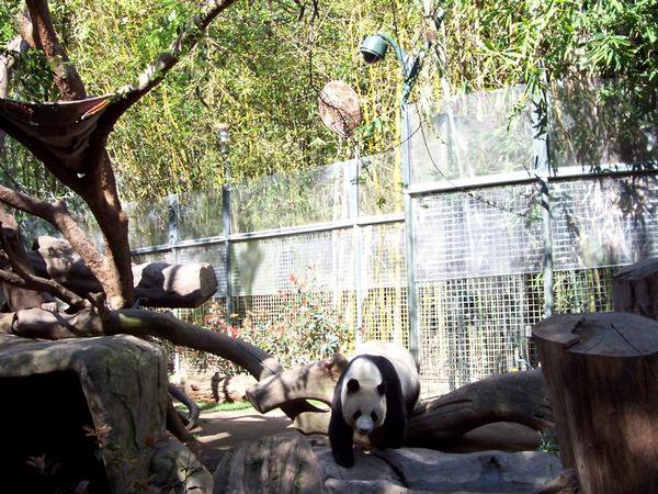 panda exhibit